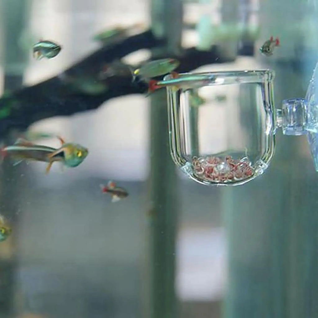 Acrylic Aquarium Plant Cup with Suction Holder | Fish Tank Pot Aquarium Plant Holder Babs