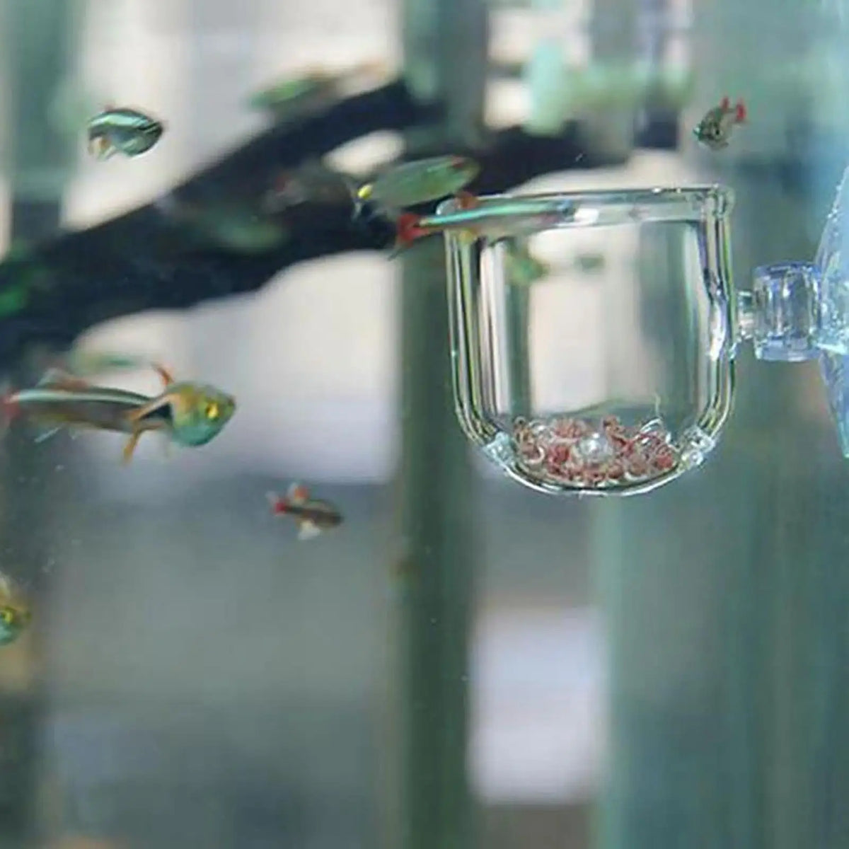 Acrylic Aquarium Plant Cup with Suction Holder | Fish Tank Pot Aquarium Plant Holder Babs