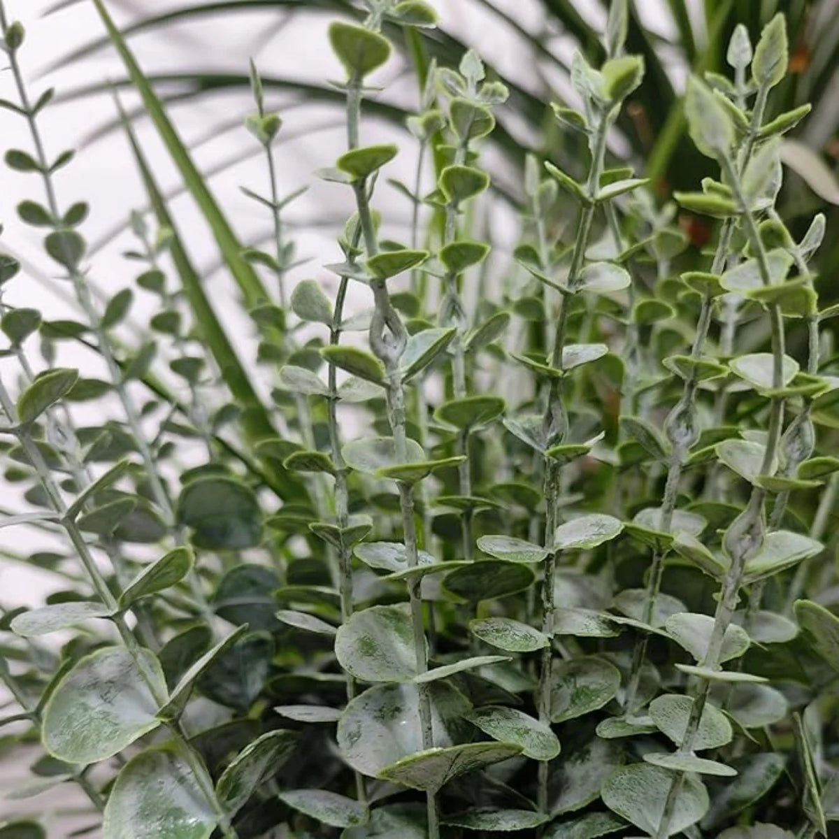Artificial Eucalyptus Stems – Real Touch Faux Greenery Branches Artificial Greenery Stems Babs