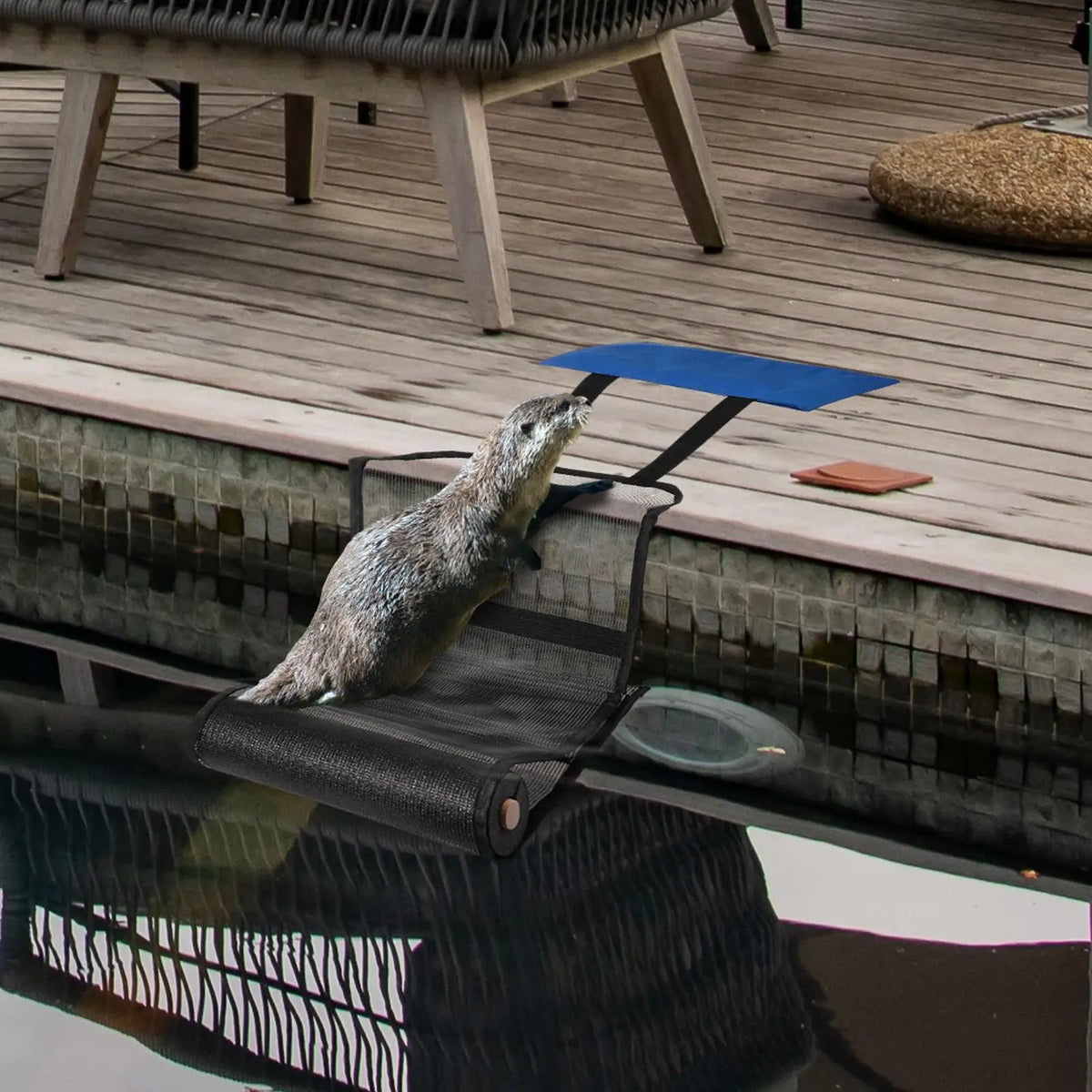 Pool Animal Escape Ramp – Floating Wildlife Rescue Ladder Animal Escape Ramp Babs