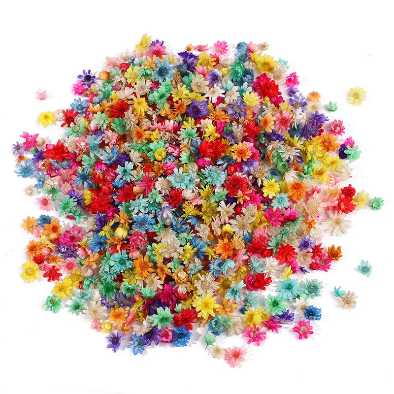Dried Pressed Flowers 140 Heads – Resin, Nail Art & DIY Crafts Dried Pressed Flowers Babs
