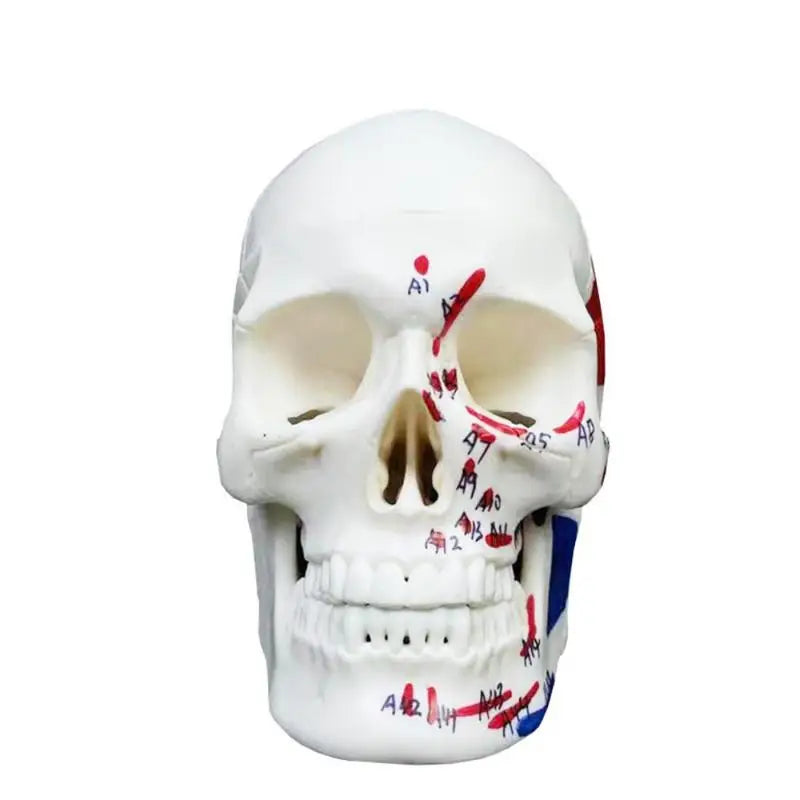 Mini Skull Skeleton Anatomy Teaching Model – Muscle Points Anatomy Teaching Model Babs