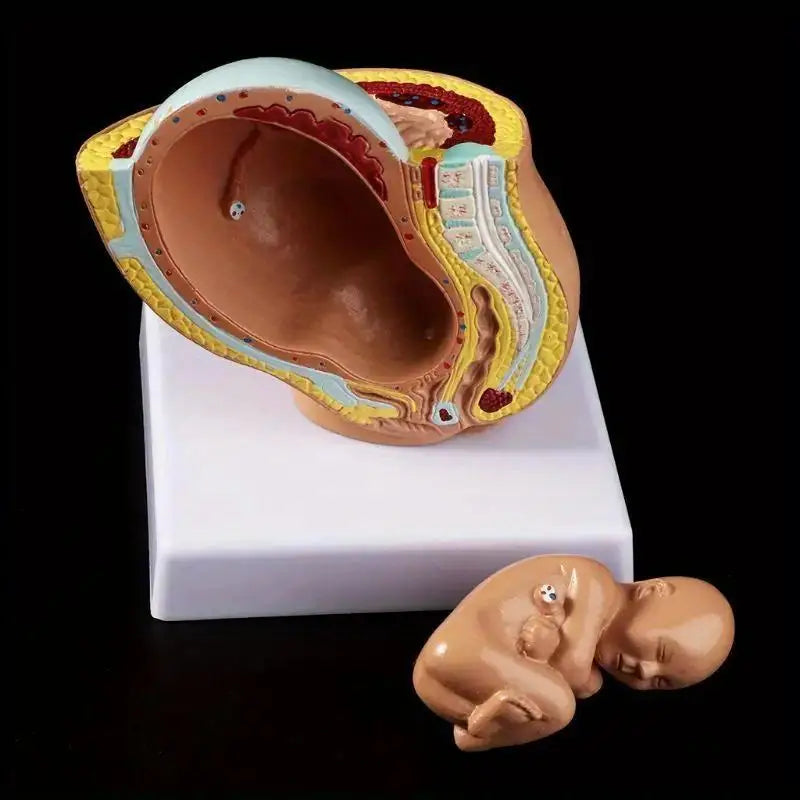 9th Month Fetal Development Model – Anatomy Teaching Aid Anatomical Teaching Model Babs