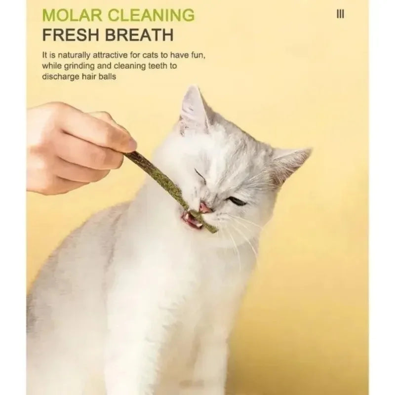 6-Pack Natural Silvervine Matatabi Cat Chew Sticks – Teeth Cleaning Cat Chew Toy Babs