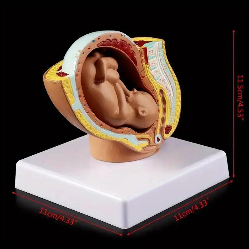 9th Month Fetal Development Model – Anatomy Teaching Aid Anatomical Teaching Model Babs