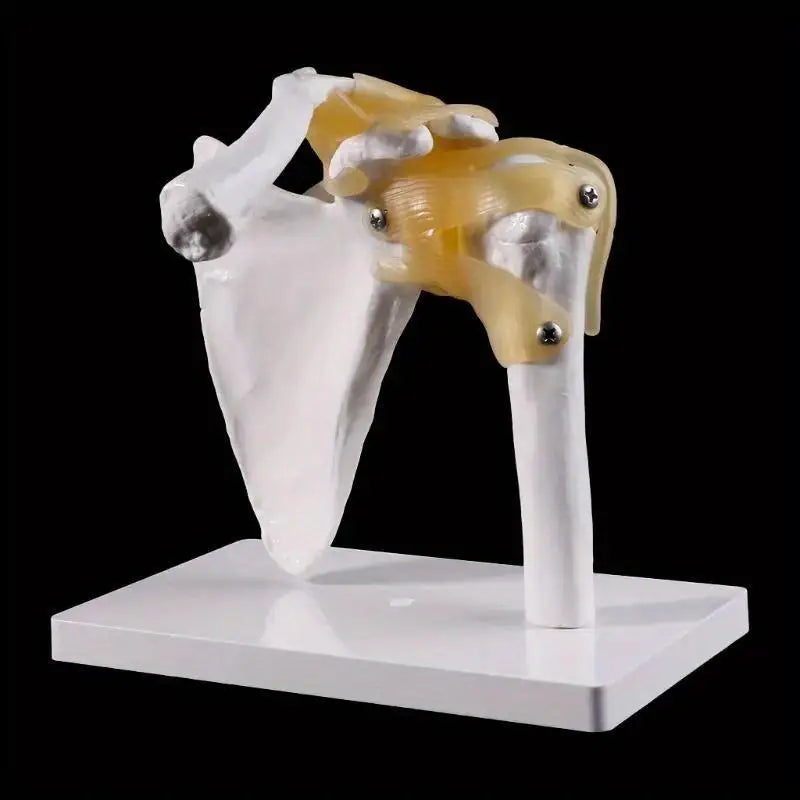 Life-Size Human Shoulder Joint Anatomy Model – Teaching Tool Anatomy Teaching Model Babs