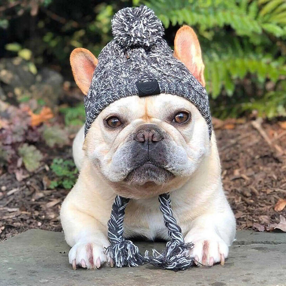 Winter Windproof Knit Dog Hat – French Bulldog & Chihuahua Dog Winter Hat Babs