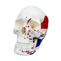 Mini Skull Skeleton Anatomy Teaching Model – Muscle Points Anatomy Teaching Model Babs 1pc