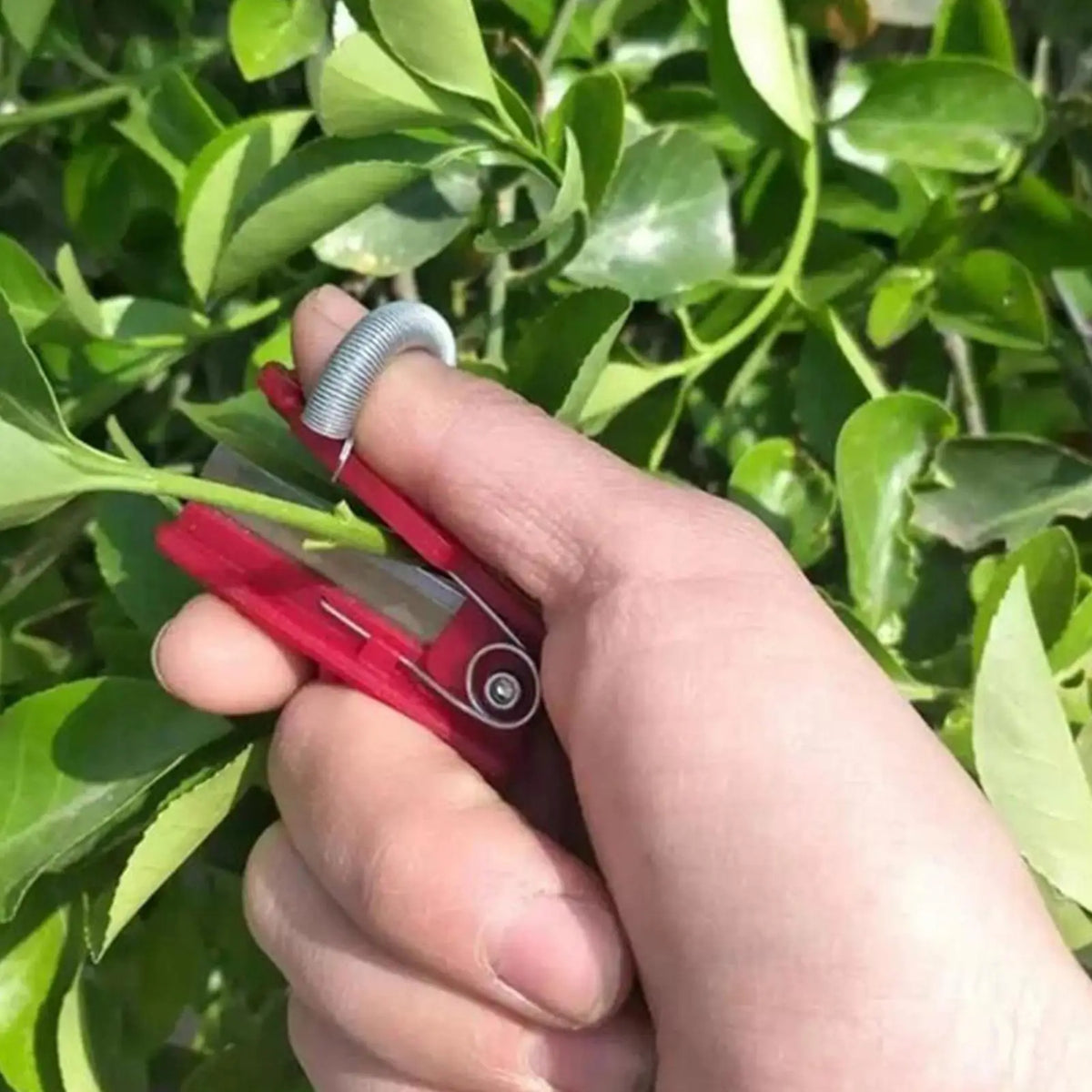 Thumb Knife Finger Cutter – Fruit & Vegetable Harvesting Tool Garden Harvesting Tool Babs