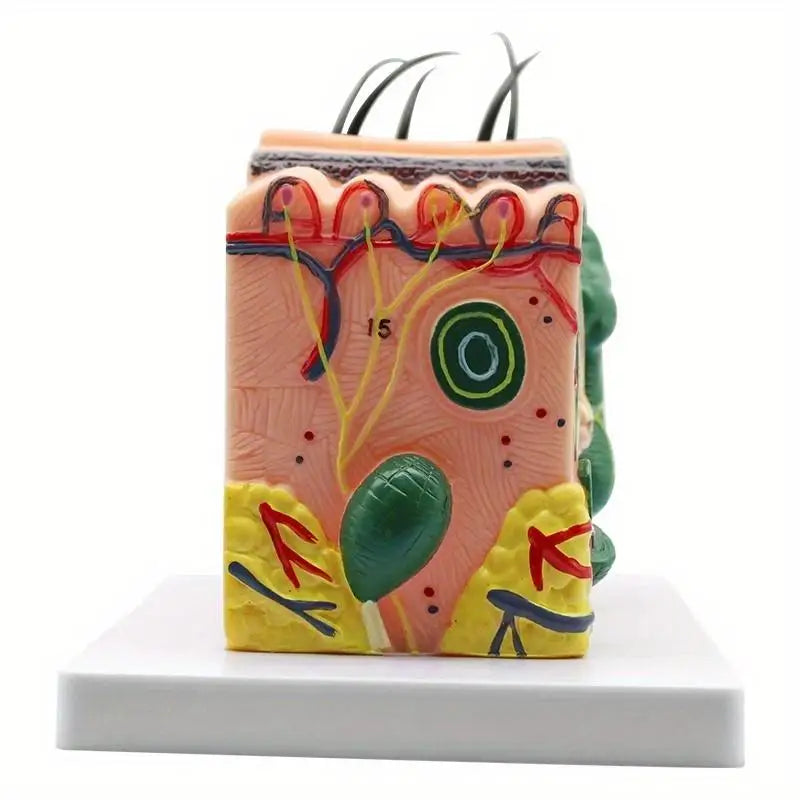 35X Human Skin Anatomy Model – Medical & Biology Teaching Anatomy Teaching Model Babs