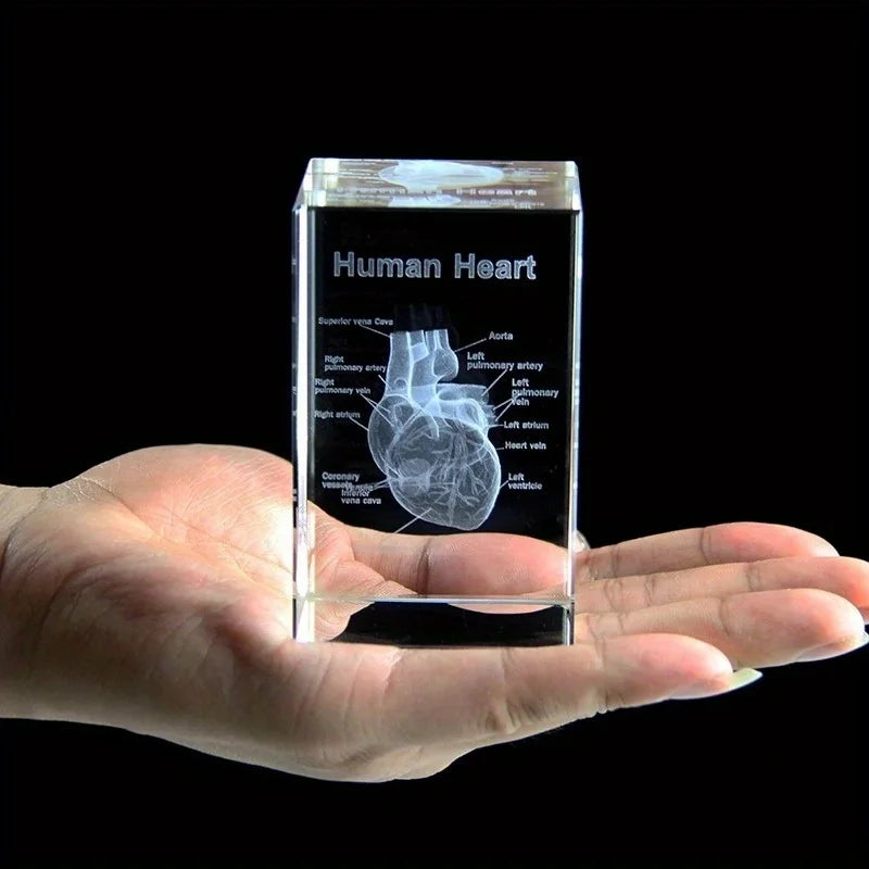 3D Laser Engraved Crystal Heart Cube – Anatomical Figurine Gift Crystal Figurine Babs 1pcs