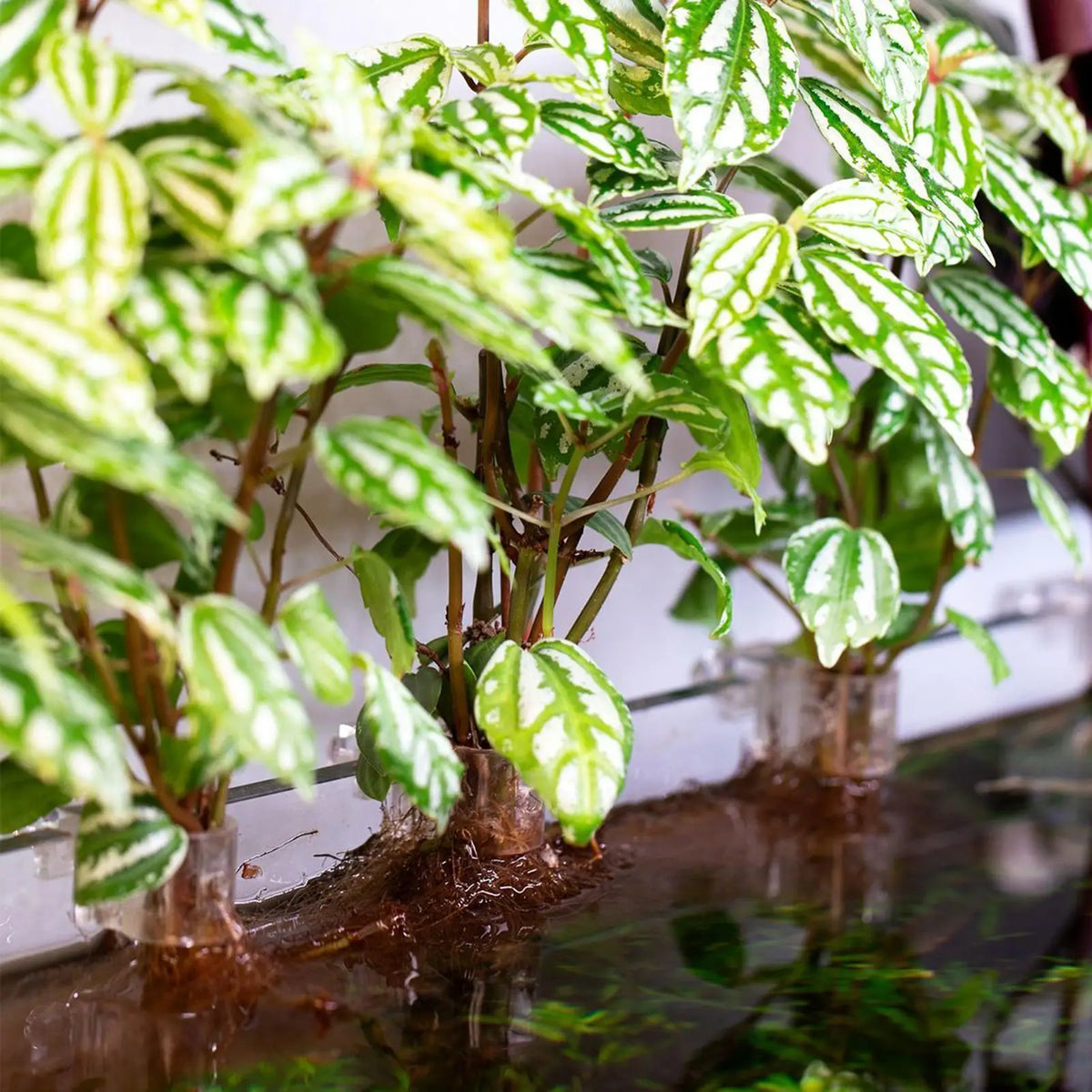 Aquarium Plant Holder Clips – Transparent PC Bracket, 6-Pack Aquarium Bracket Clips Babs