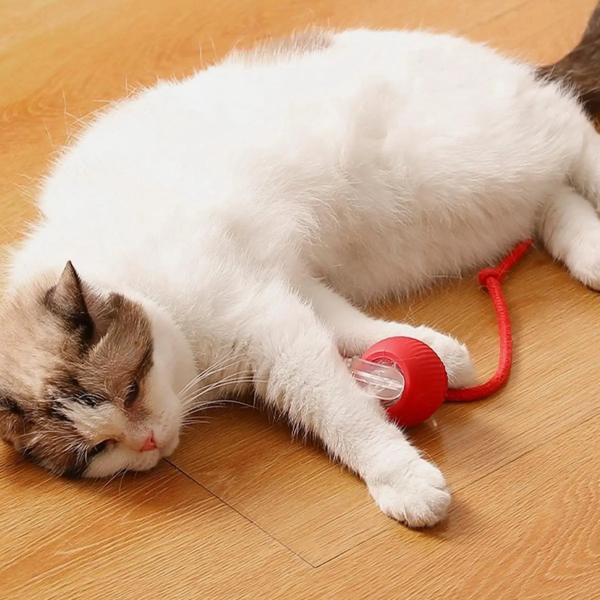 Automatic Rolling Interactive Cat Ball Toy – Rechargeable Interactive Cat Toy Babs