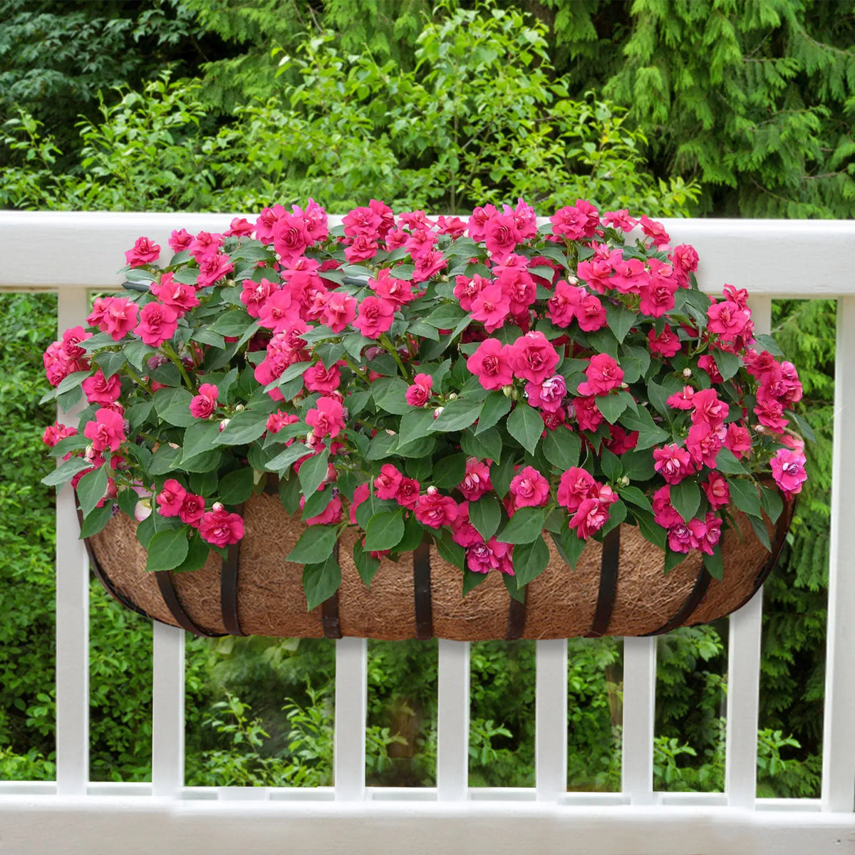2-Pack Coconut Coir Hanging Basket Liners | Breathable Plant Pots Hanging Basket Liner Babs