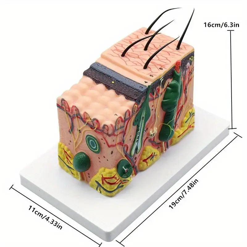 35X Human Skin Anatomy Model – Medical & Biology Teaching Anatomy Teaching Model Babs
