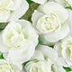 Silk Cream Rose Heads 10/30 Pcs – Wedding & DIY Décor Artificial Silk Flowers Babs color 1 10 pieces