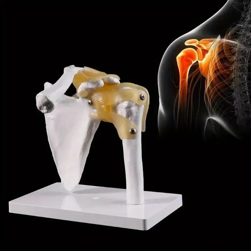 Life-Size Human Shoulder Joint Anatomy Model – Teaching Tool Anatomy Teaching Model Babs