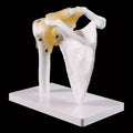 Life-Size Human Shoulder Joint Anatomy Model – Teaching Tool Anatomy Teaching Model Babs 1pc