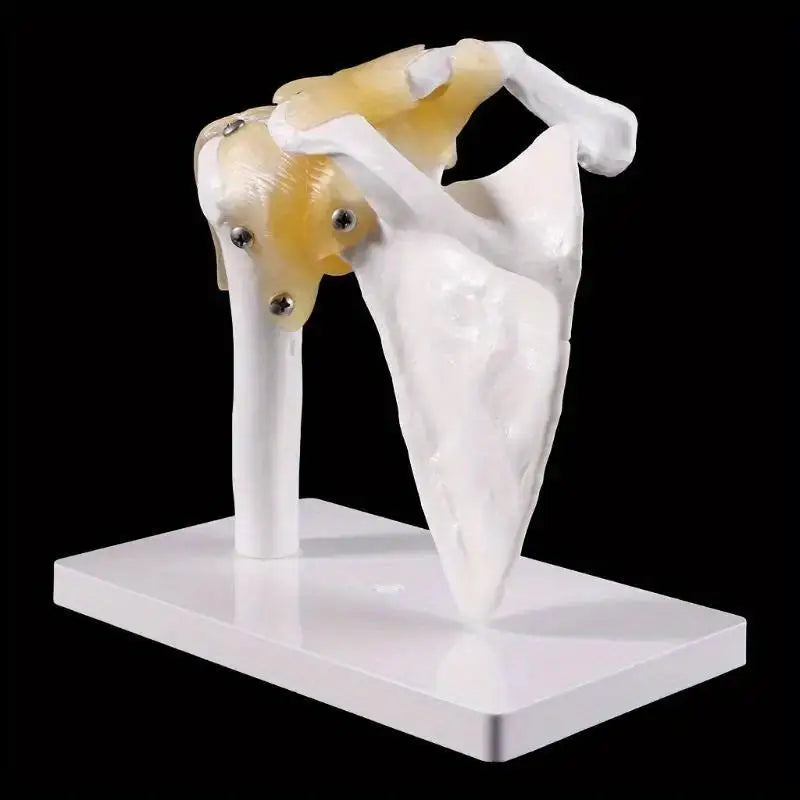 Life-Size Human Shoulder Joint Anatomy Model – Teaching Tool Anatomy Teaching Model Babs 1pc