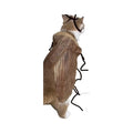 Funny DIY Cat Costume Kit – Cockroach & Spicy Pepper Outfit DIY Cat Costume Kit Babs DIY material package