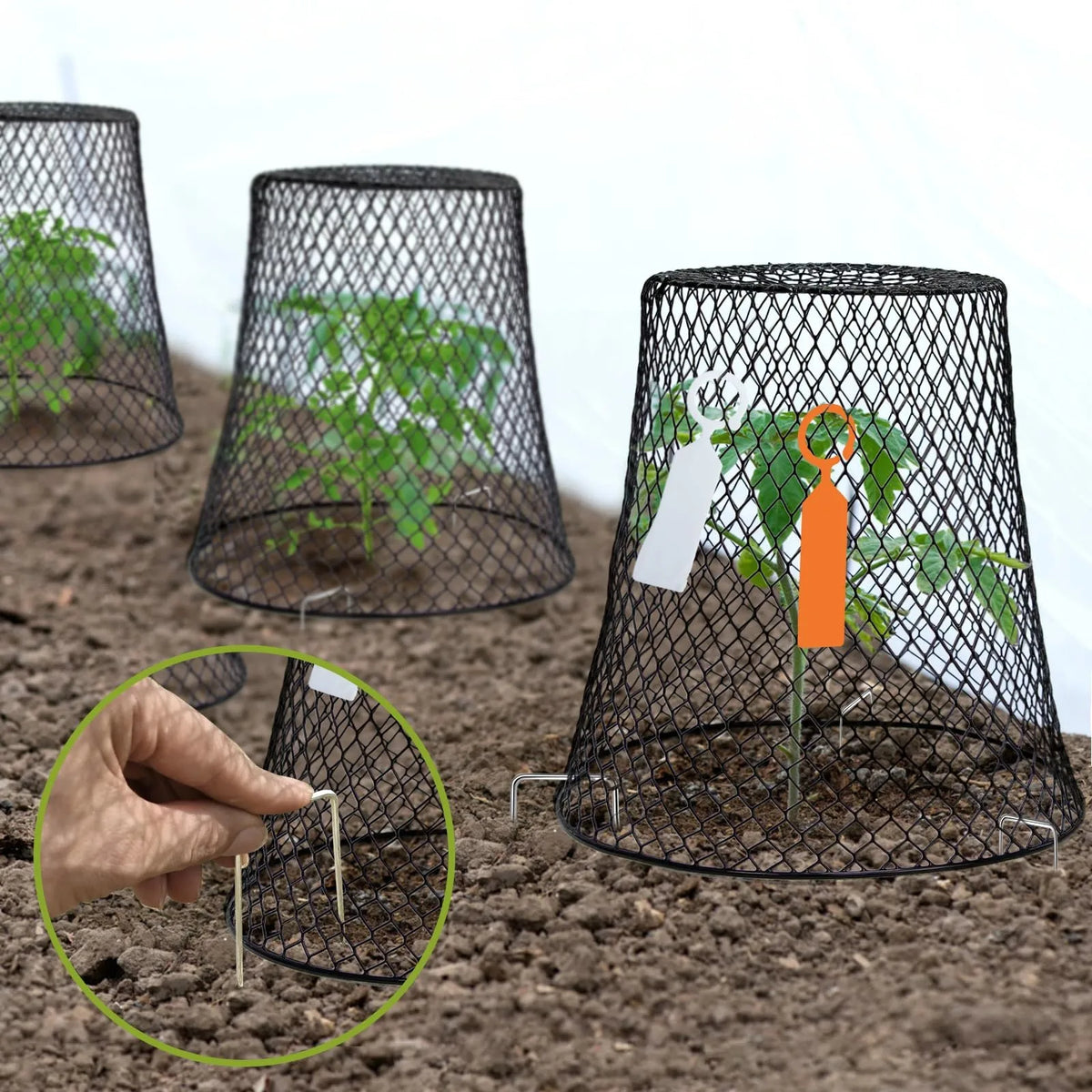 Chicken Wire Plant Cloches – Pest Guard Covers for Garden Garden Plant Cloche Babs