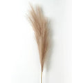 Artificial Pampas Grass Stems 90/120cm – Boho Home Decor Artificial Pampas Stems Babs Brown 90CM