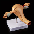 Uterus & Ovary Anatomical Teaching Model | Gynecology Anatomical Teaching Model Babs 1pc