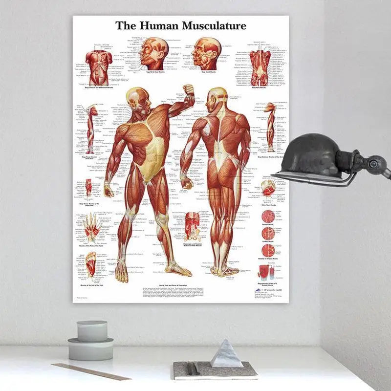 Human Anatomy Muscle System HD Canvas Wall Art Science Poster Canvas Wall Art Babs