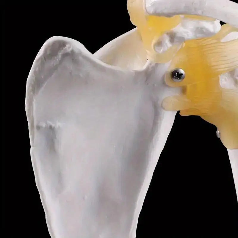 Life-Size Human Shoulder Joint Anatomy Model – Teaching Tool Anatomy Teaching Model Babs