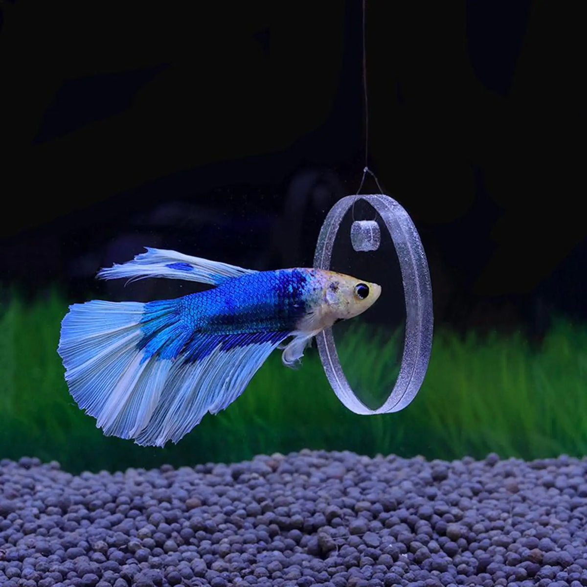 2Pcs Betta Fish Training Ring & Feeding Ring | Tank Toy Fish Tank Toy Babs