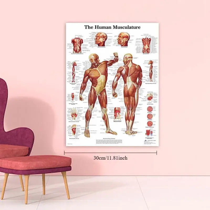 Human Anatomy Muscle System HD Canvas Wall Art Science Poster Canvas Wall Art Babs