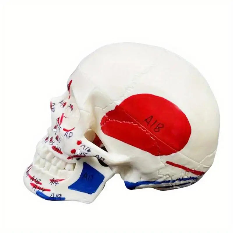 Mini Skull Skeleton Anatomy Teaching Model – Muscle Points Anatomy Teaching Model Babs