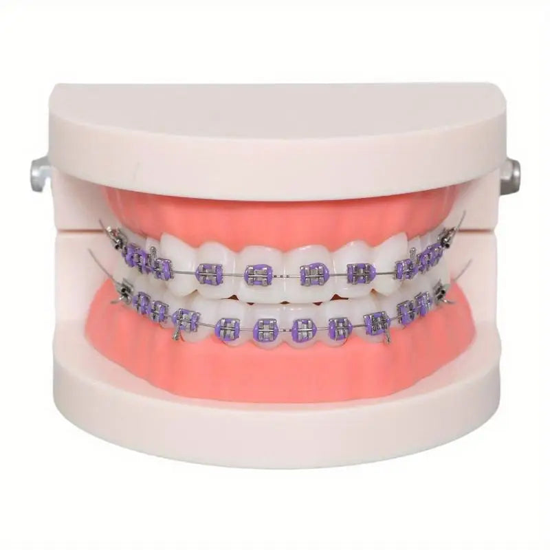 Orthodontic Teeth Model with Brackets, Arch Wire & Buccal Tube Dental Teaching Model Babs