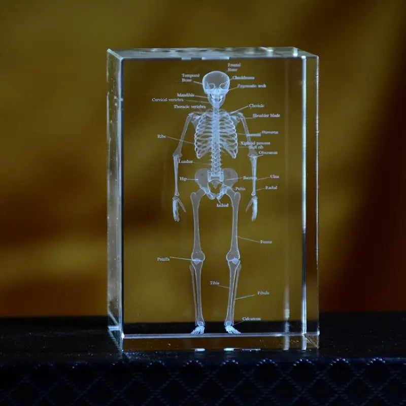3D Laser Engraved Crystal Skeleton Cube Human Anatomy Paperweight Crystal Engraved Paperweight Babs
