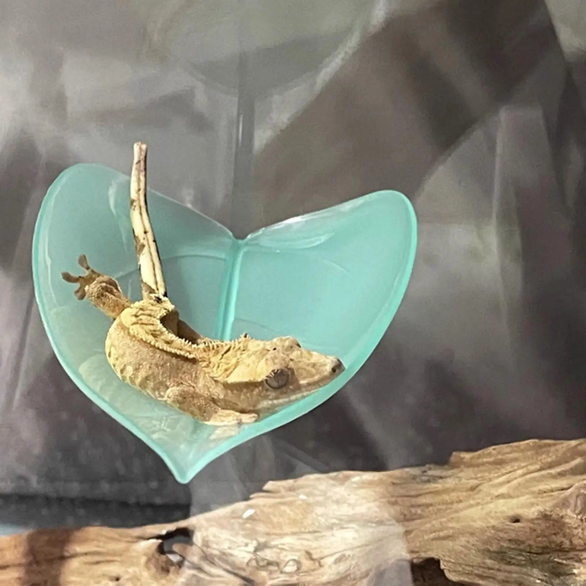 Suction Cup Terrarium Leaf Basking Platform for Reptiles Terrarium Basking Platform Babs