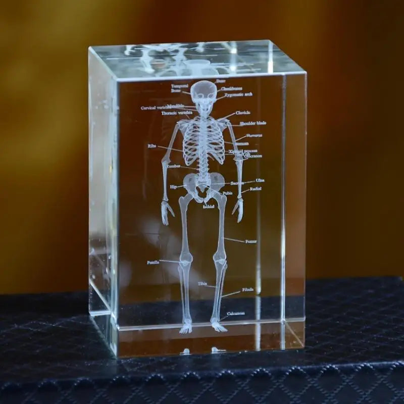 3D Laser Engraved Crystal Skeleton Cube Human Anatomy Paperweight Crystal Engraved Paperweight Babs