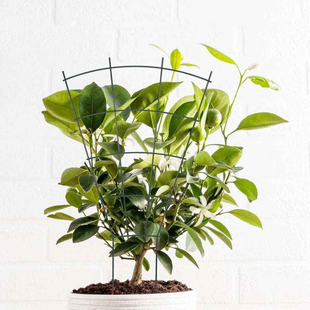 Metal Plant Trellis Climbing Frame – Vine & Flower Garden Support Plant Trellis Support Babs