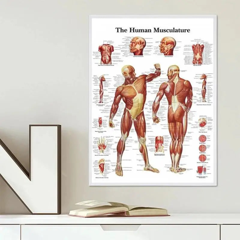 Human Anatomy Muscle System HD Canvas Wall Art Science Poster Canvas Wall Art Babs