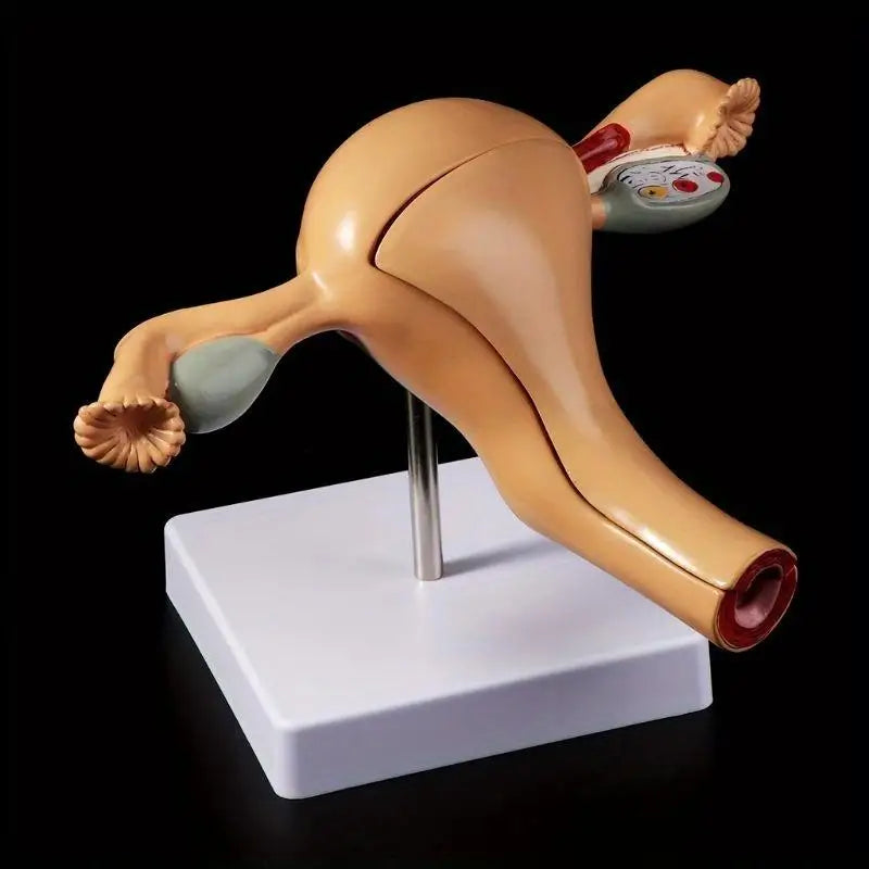 Uterus & Ovary Anatomical Teaching Model | Gynecology Anatomical Teaching Model Babs