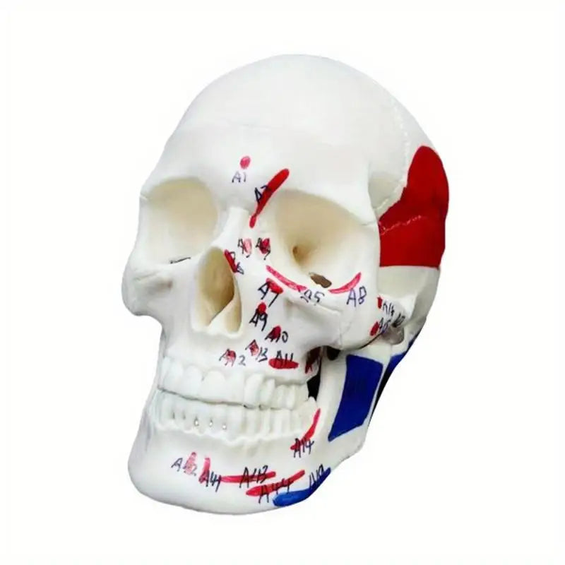 Mini Skull Skeleton Anatomy Teaching Model – Muscle Points Anatomy Teaching Model Babs