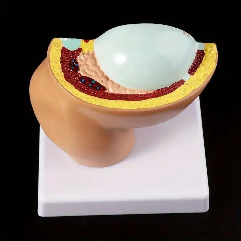9th Month Fetal Development Model – Anatomy Teaching Aid Anatomical Teaching Model Babs