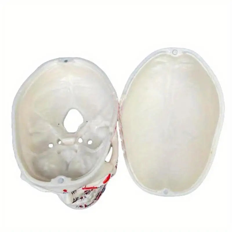 Mini Skull Skeleton Anatomy Teaching Model – Muscle Points Anatomy Teaching Model Babs