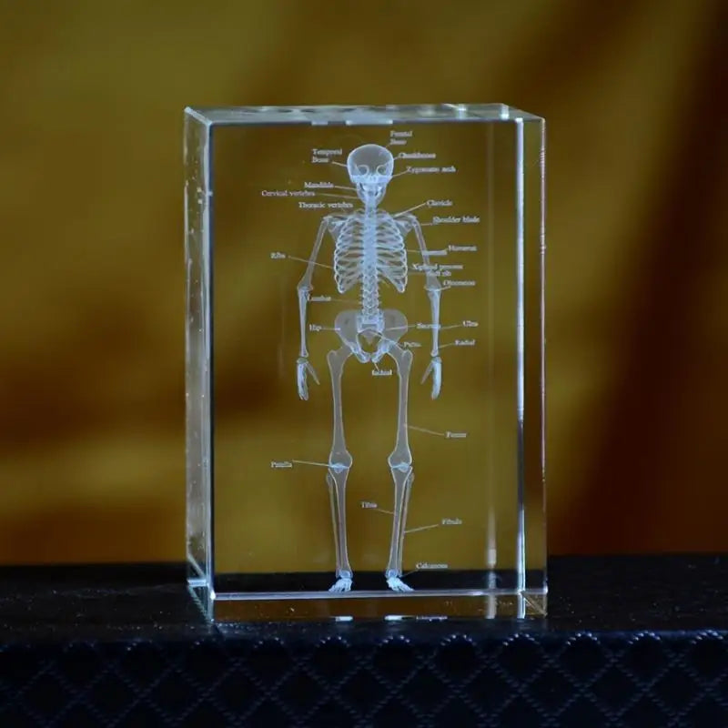 3D Laser Engraved Crystal Skeleton Cube Human Anatomy Paperweight Crystal Engraved Paperweight Babs 1pc